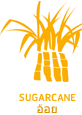 Sugarcane