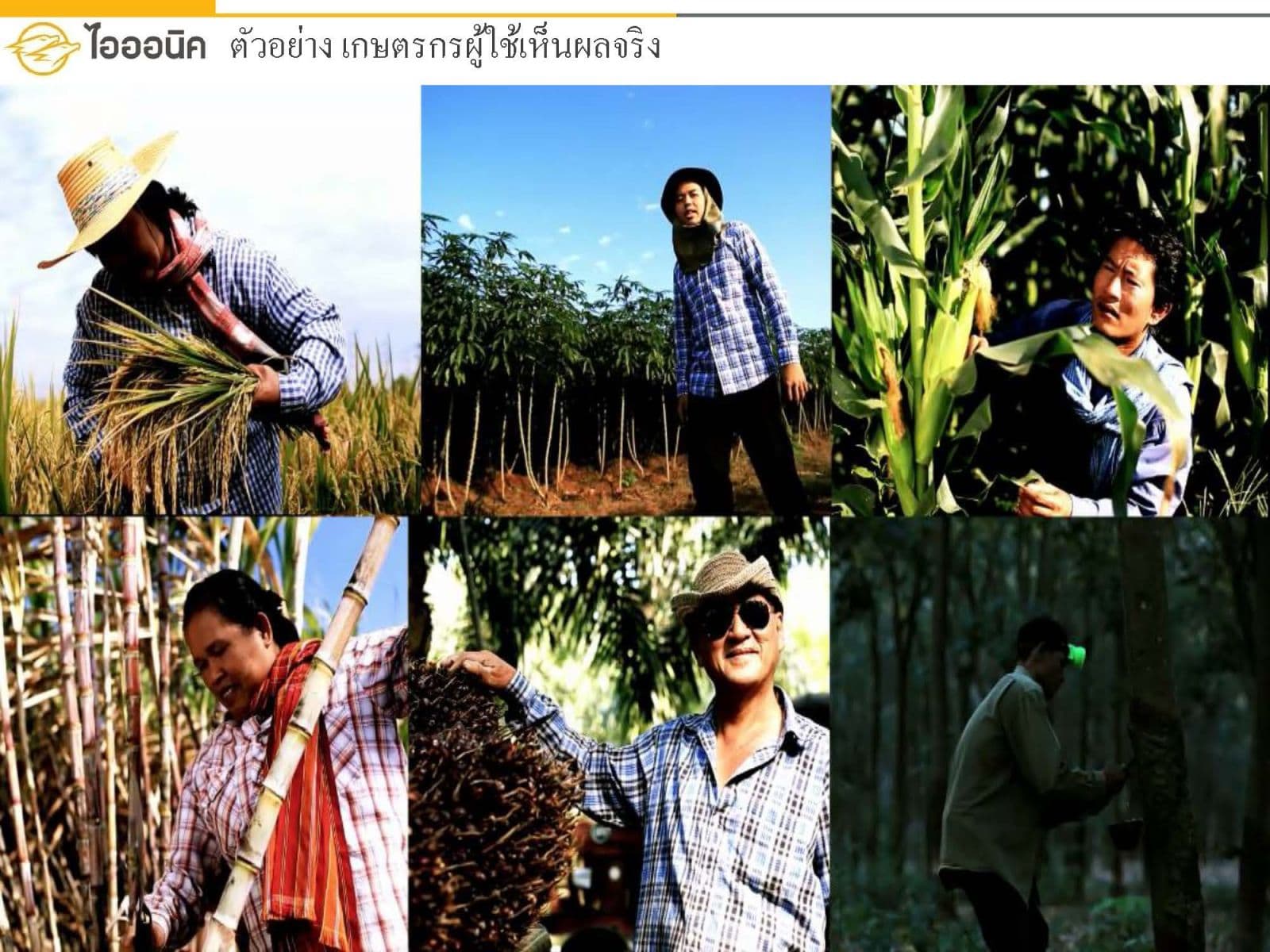 ประสบการณ์จากแปลงเกษตร