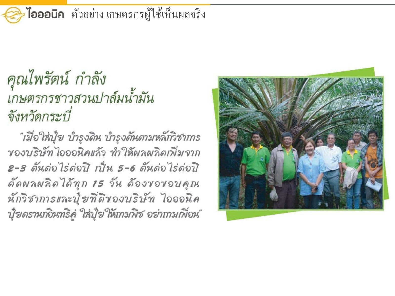 ปาล์มน้ำมันของคุณไพรัตน์ กำลัง